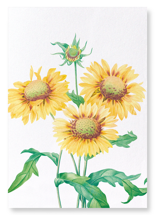 GALLARDIA BLANKET FLOWER: Botanical Art Print