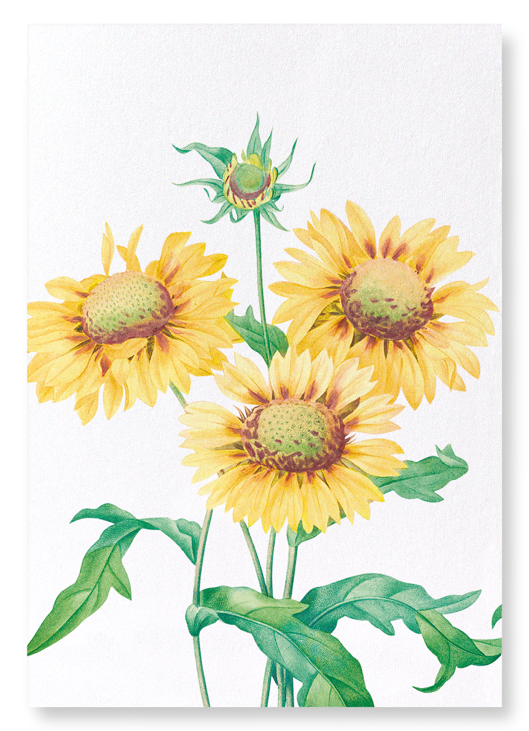 GALLARDIA BLANKET FLOWER: Botanical Art Print