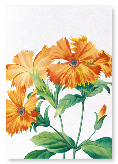 LYCHNIS GRANDIFLORA: Botanical Art Print