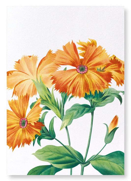 LYCHNIS GRANDIFLORA: Botanical Art Print