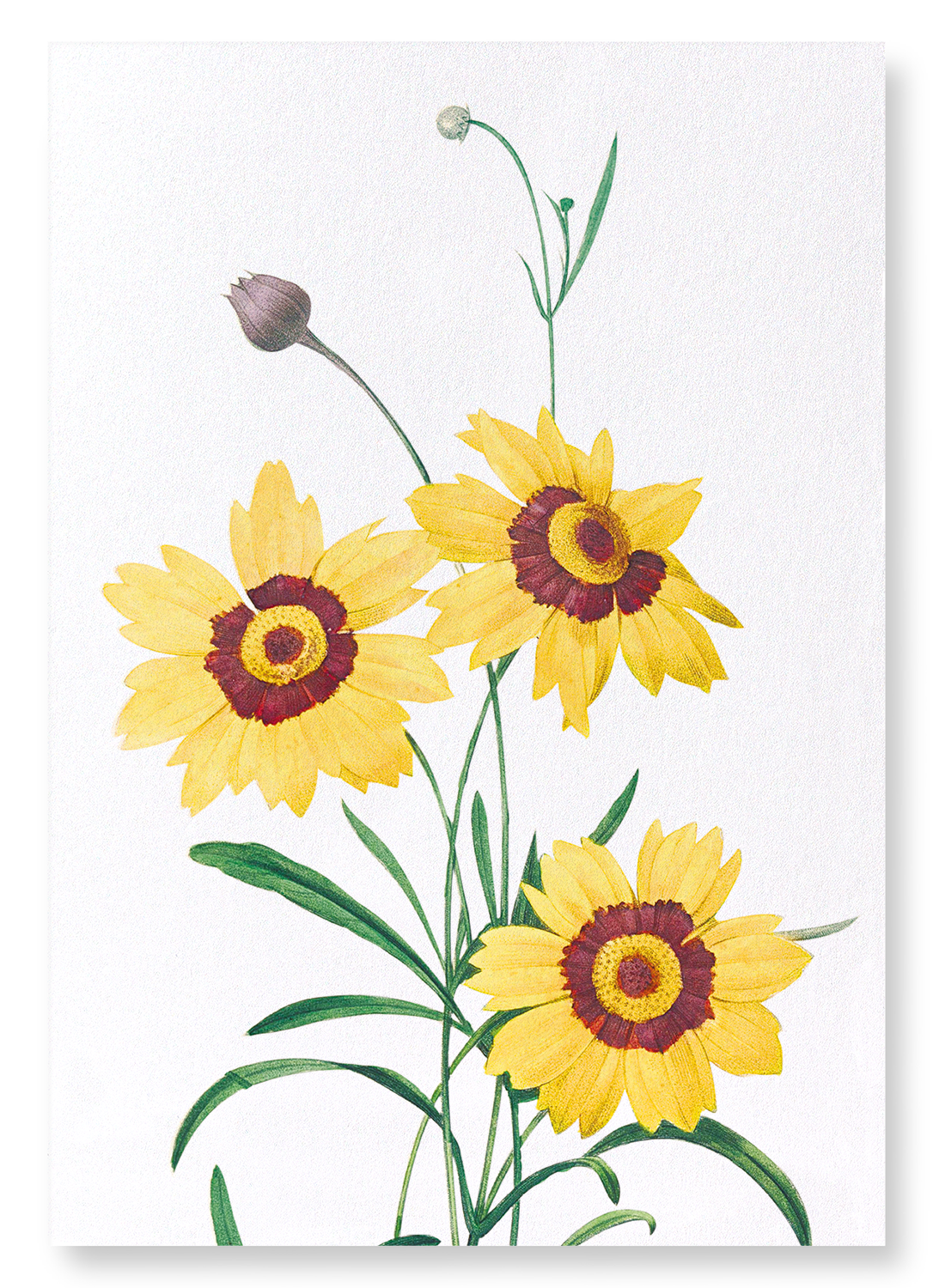 TICKSEED COREOPSIS: Botanical Art Print