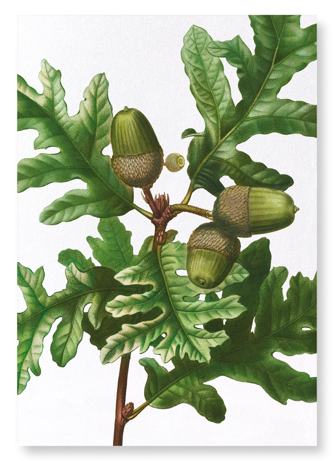 PYRENEAN OAK: Botanical Art Print