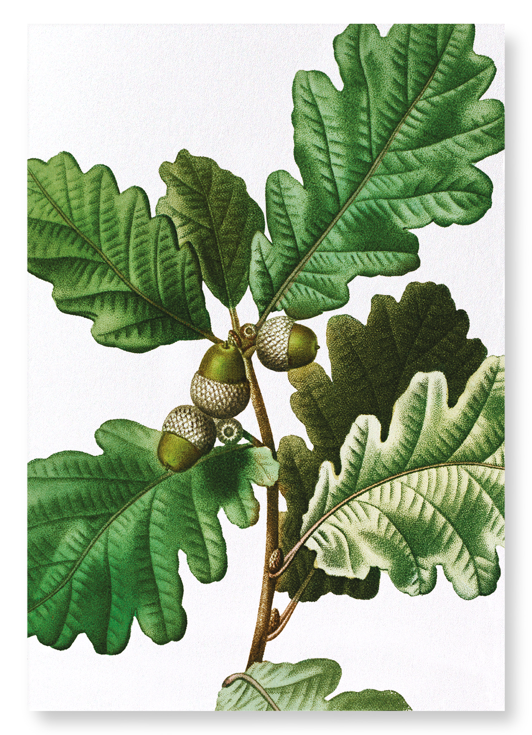 COMMON OAK: Botanical Art Print
