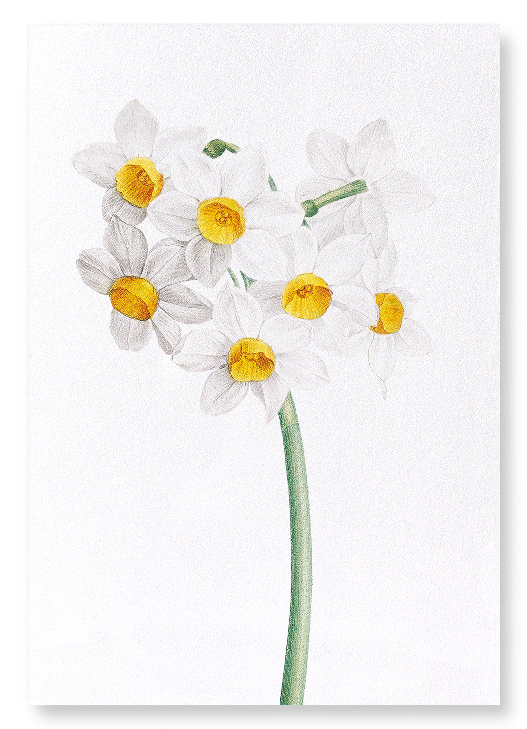 SACRED LILY: Botanical Art Print