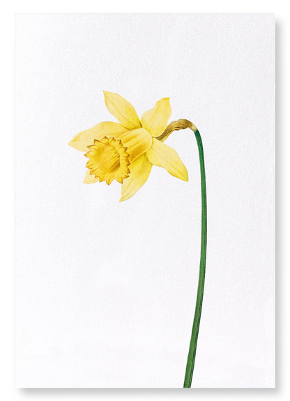 LENT LILY WILD DAFFODIL: Botanical Art Print