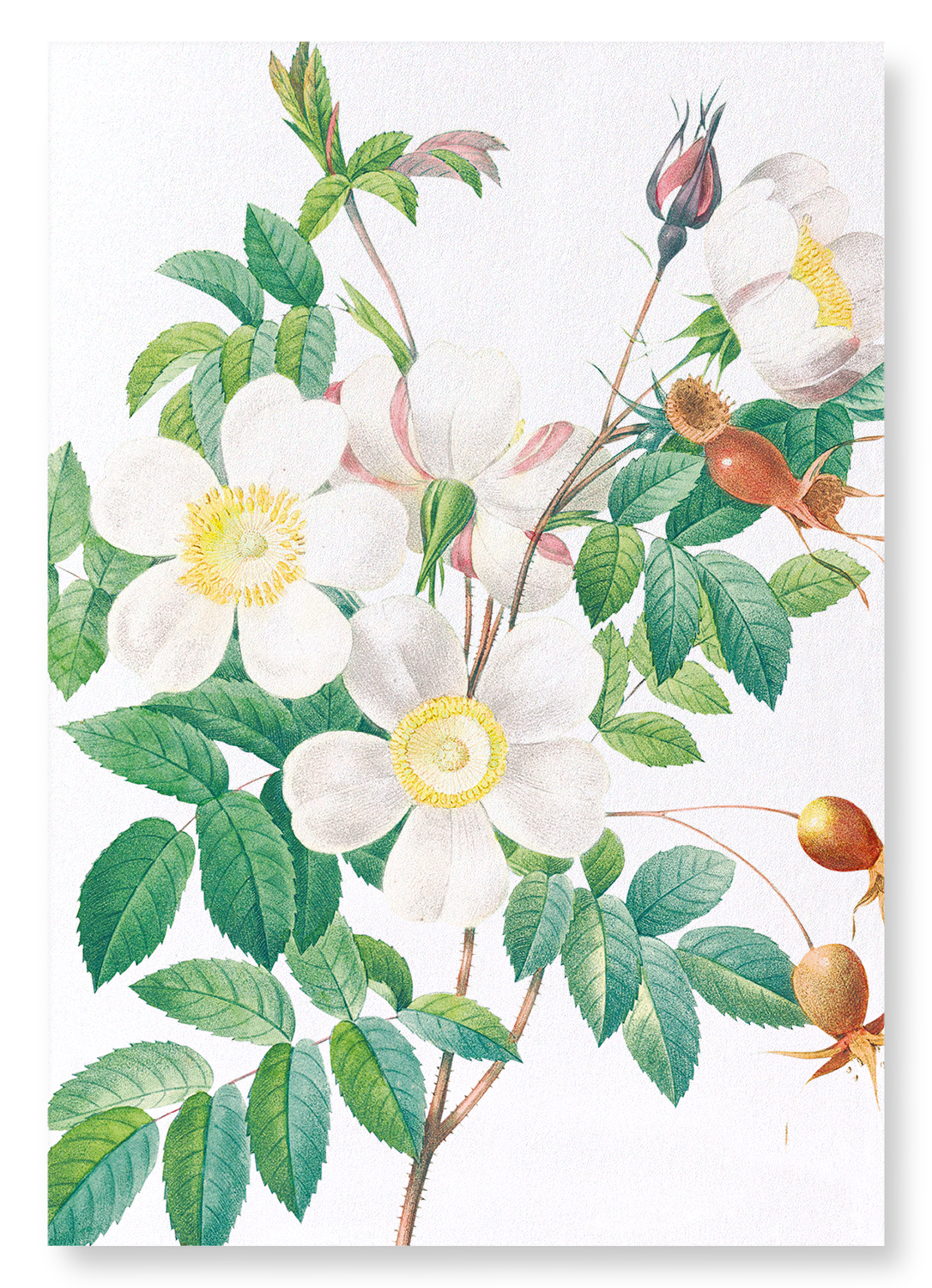 ROSIER CANDOLLE: Botanical Art Print