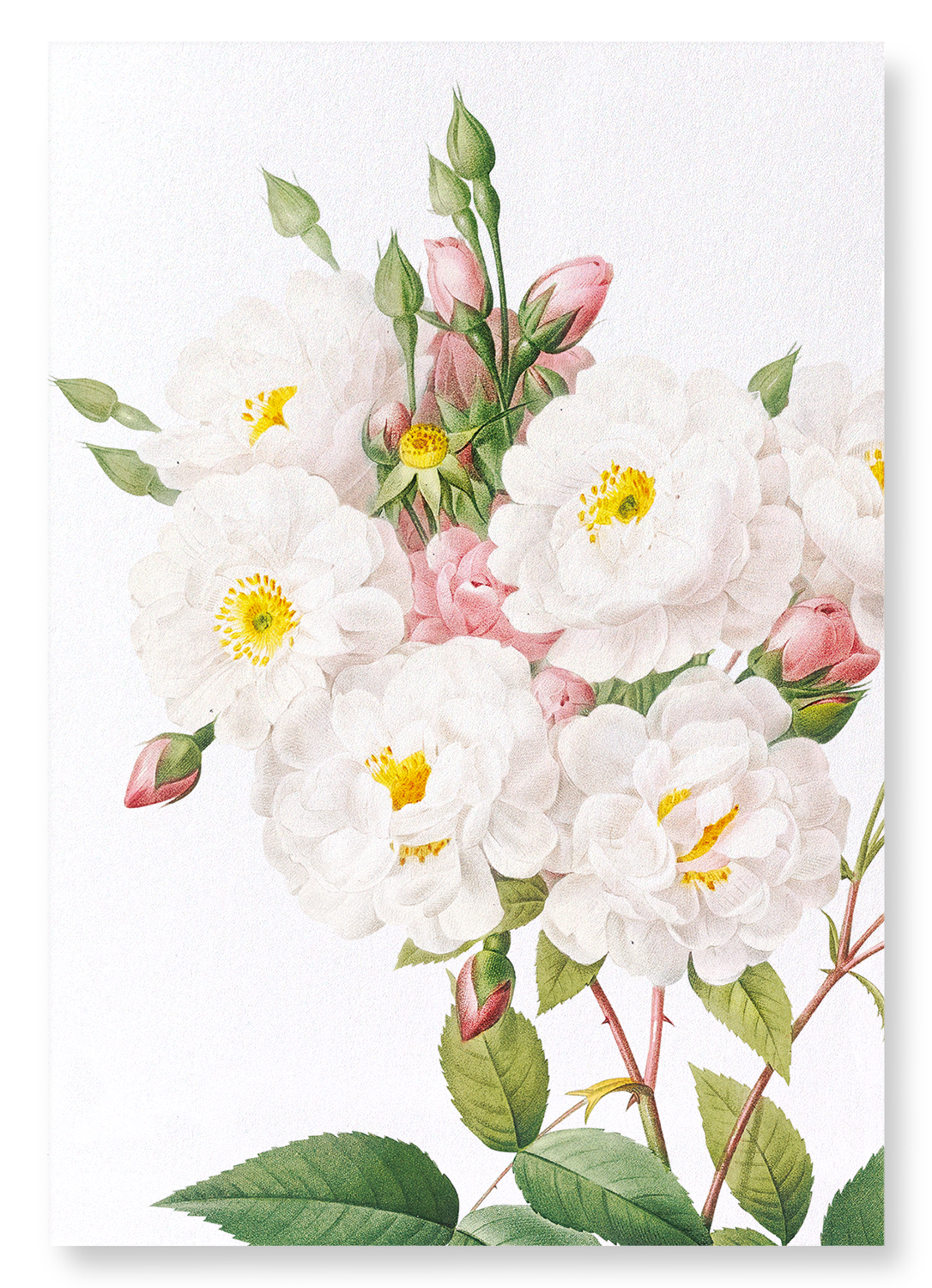 NOISETTE ROSE: Botanical Art Print