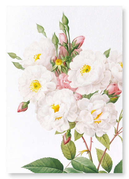 NOISETTE ROSE: Botanical Art Print