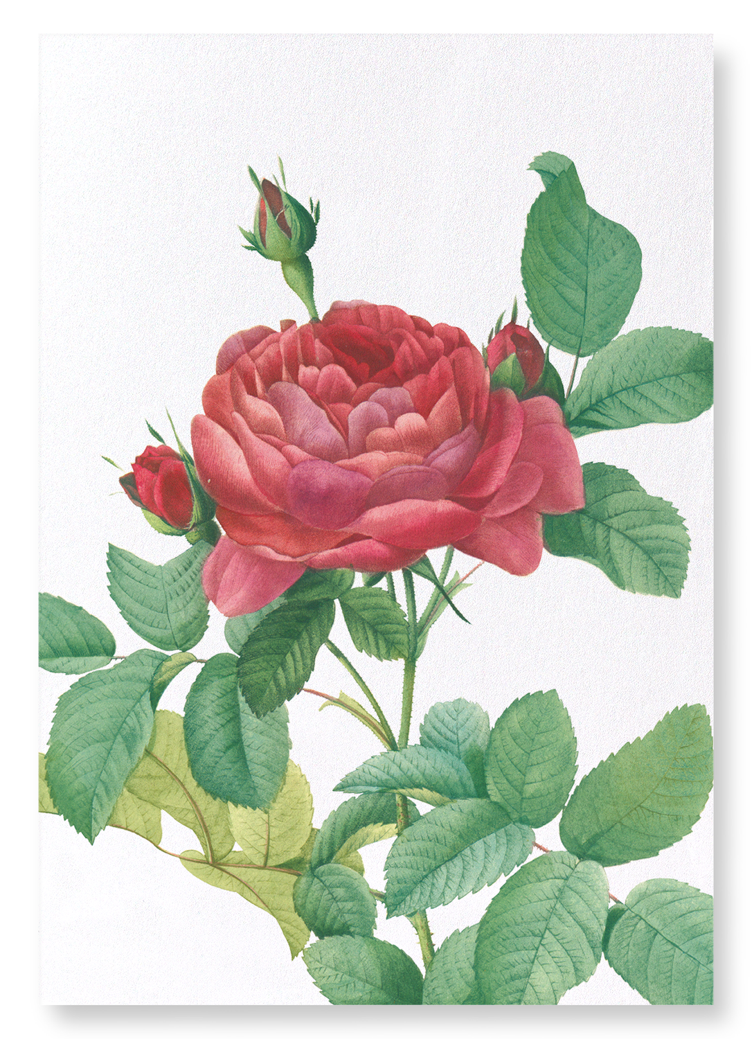 GALLICA ROSE PONTIANA: Botanical Art Print