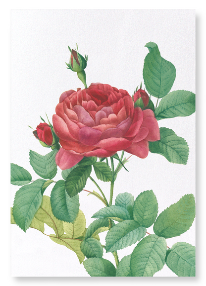 GALLICA ROSE PONTIANA: Botanical Art Print