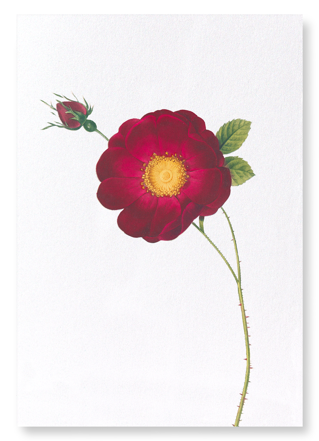 ROSA GALLICA MAHEKA: Botanical Art Print