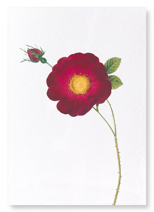 ROSA GALLICA MAHEKA: Botanical Art Print