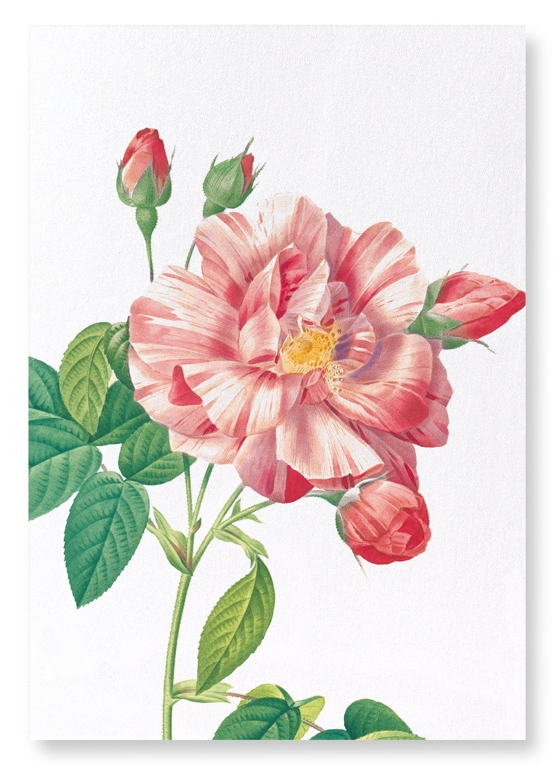 GALLICA ROSE VERSICOLOR: Botanical Art Print