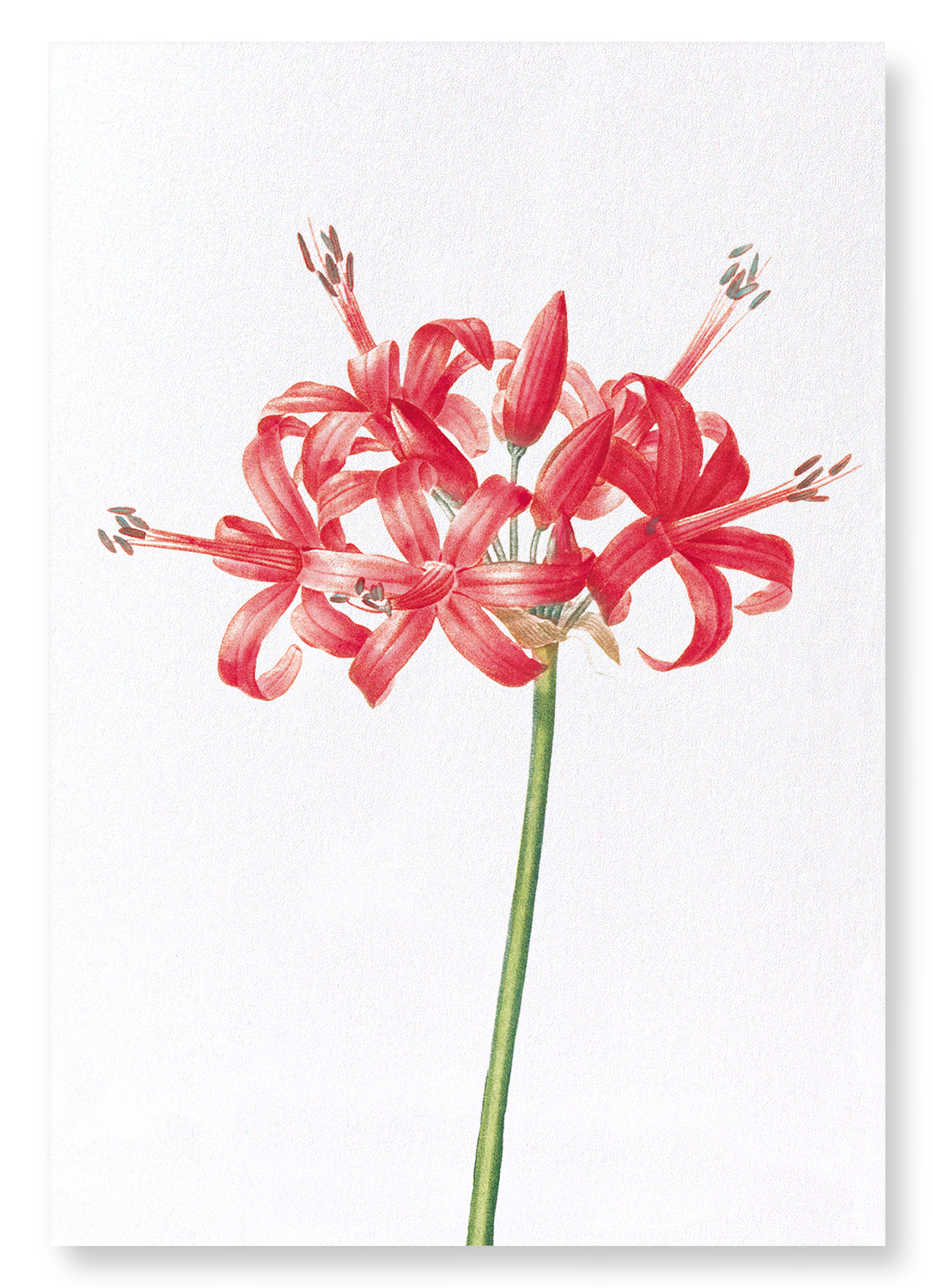 GUERNSEY OR JERSEY LILY: Botanical Art Print