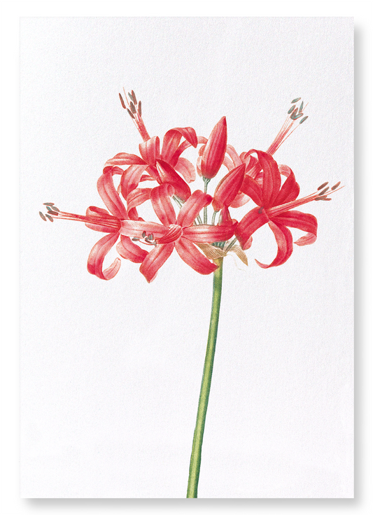GUERNSEY OR JERSEY LILY: Botanical Art Print