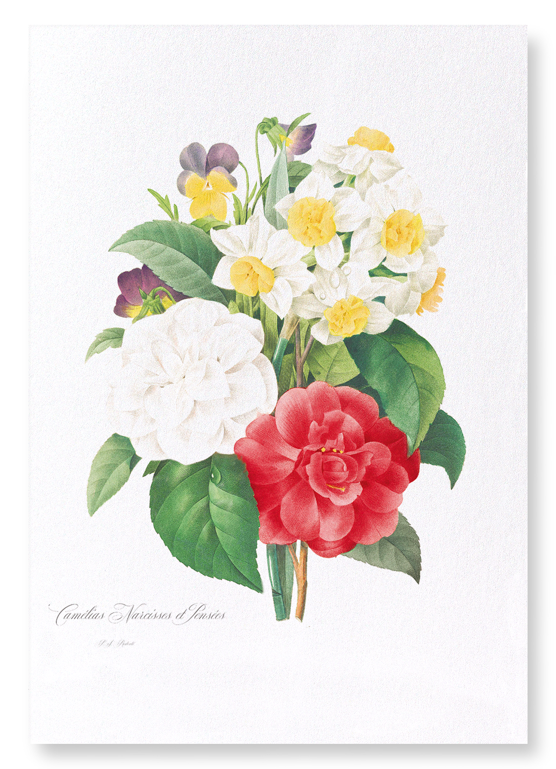 PANSIES, NARCISSUS & CAMELLIA: Botanical Art Print