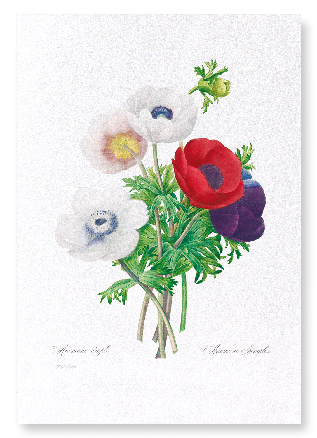 ANEMONE: Botanical Art Print