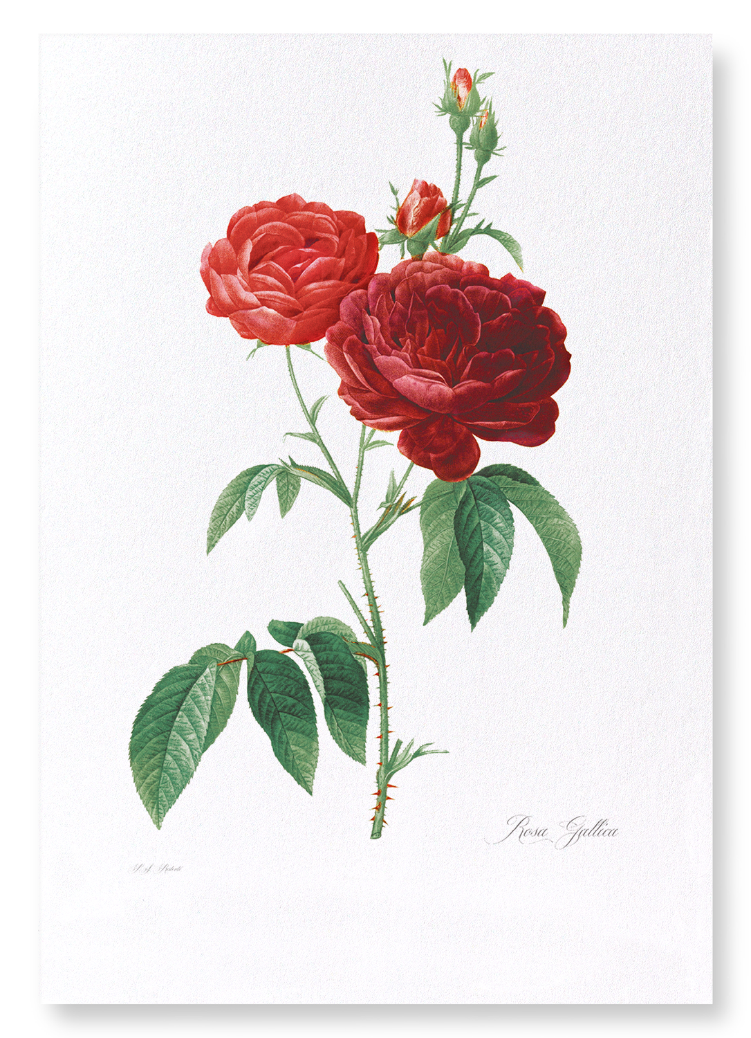 DARK RED GALLICA ROSES: Botanical Art Print