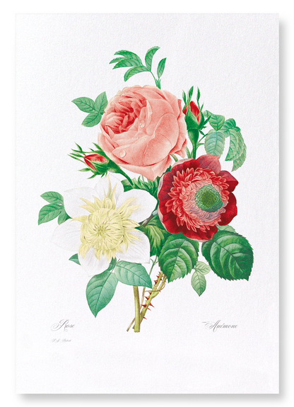 CLEMATIS & PINK ROSE: Botanical Art Print