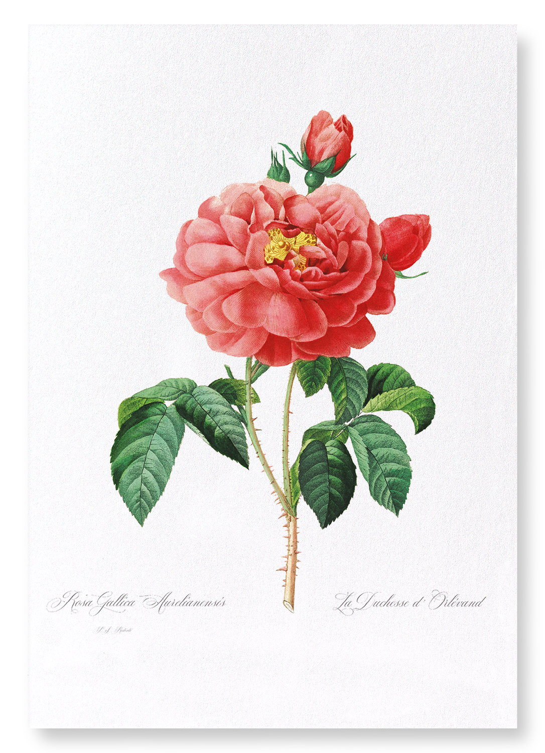 GALLICA ROSE: Botanical Art Print