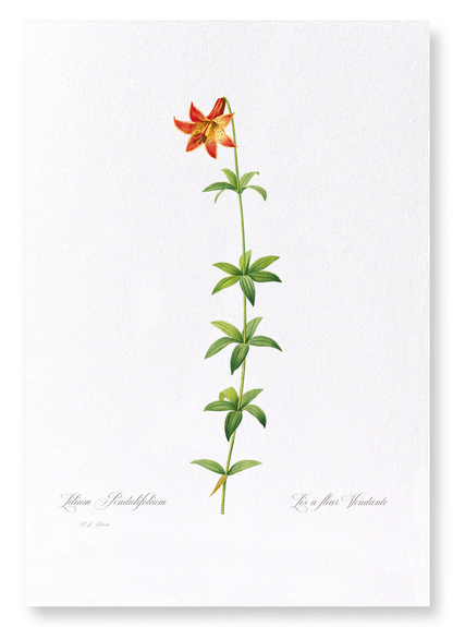LILY: Botanical Art Print