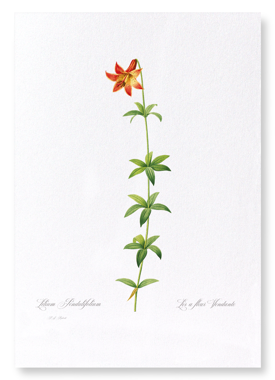 LILY: Botanical Art Print