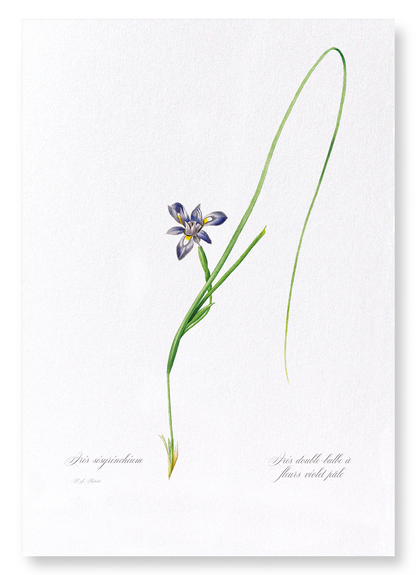 SISYRINCHIUM IRIS: Botanical Art Print