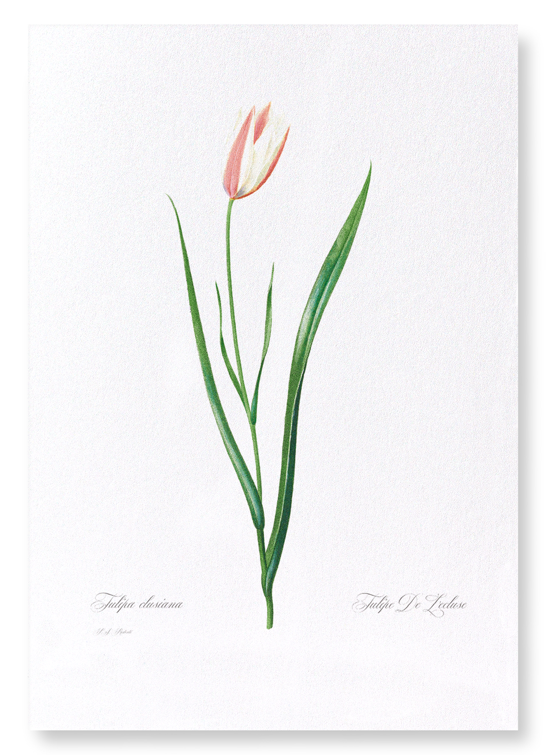LADY TULIP: Botanical Art Print