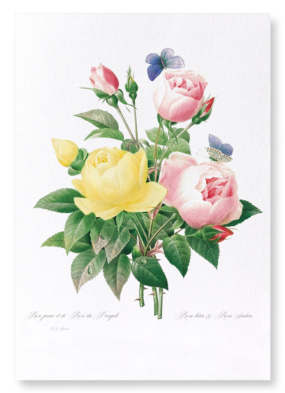 YELLOW AND PINK ROSE: Botanical Art Print