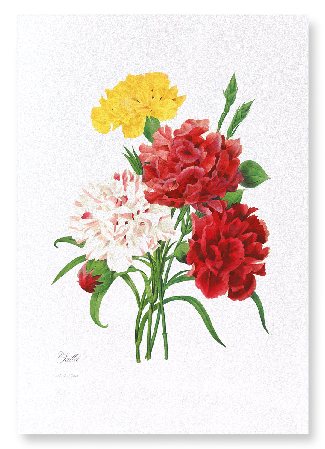 CARNATION: Botanical Art Print