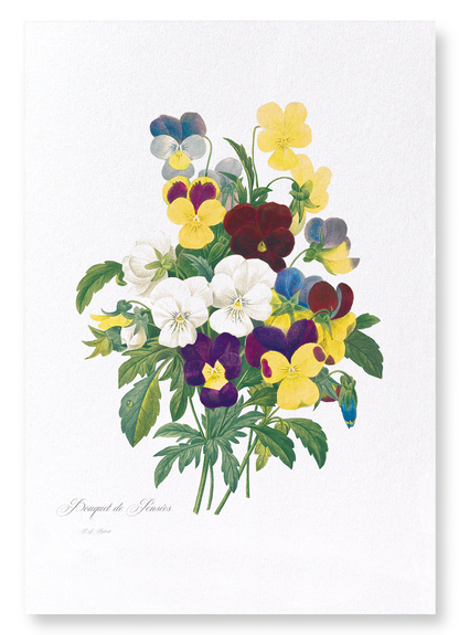 BUNCH OF PANSIES: Botanical Art Print
