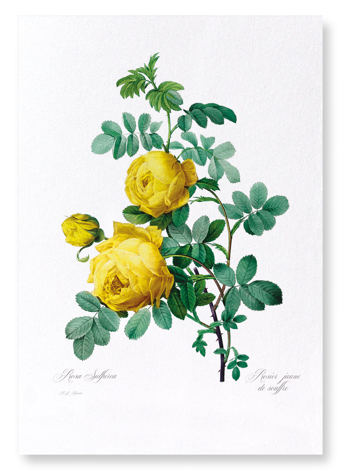 YELLOW ROSES: Botanical Art Print