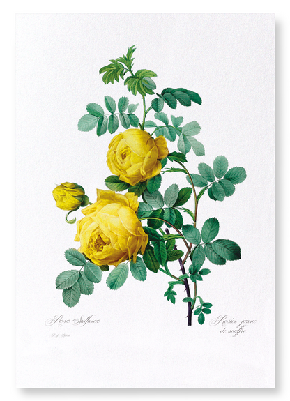 YELLOW ROSES: Botanical Art Print