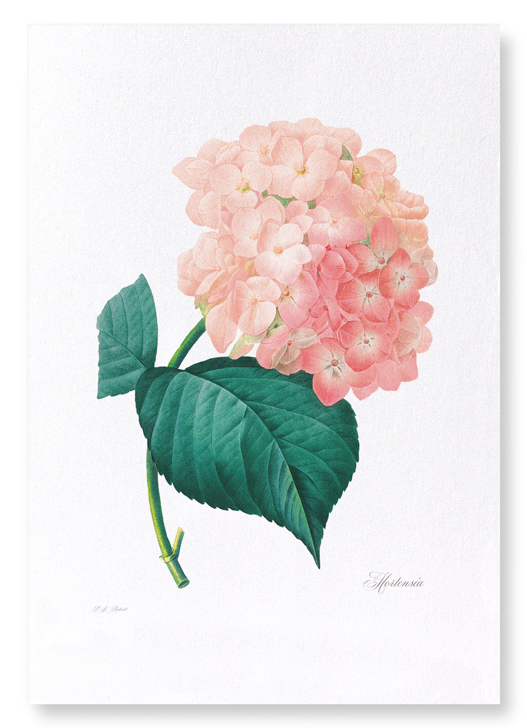 HORTENSIA: Botanical Art Print