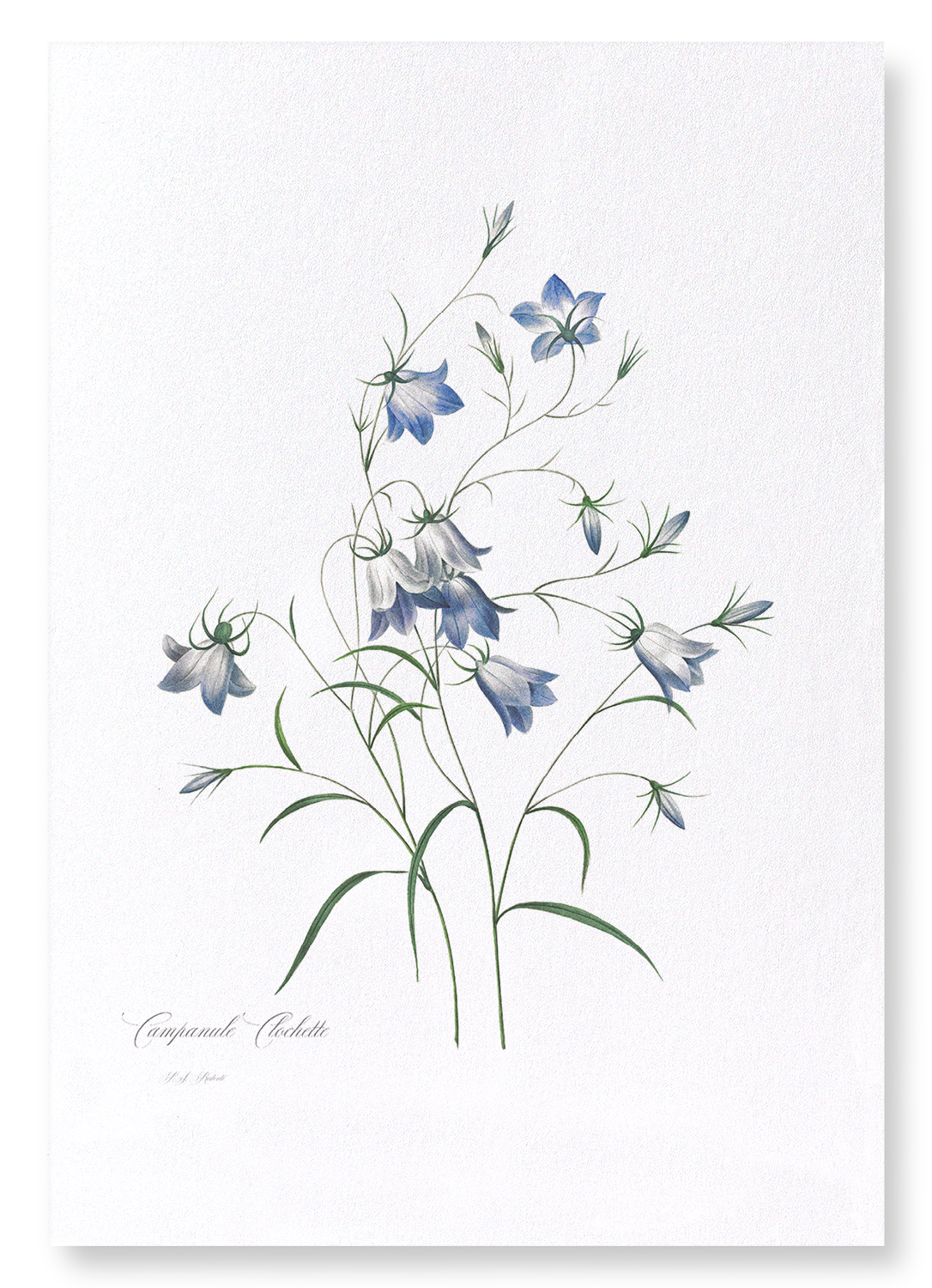 CAMPANULA: Botanical Art Print