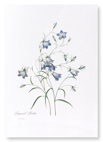 CAMPANULA: Botanical Art Print