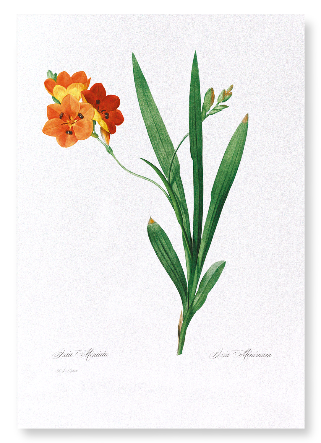 CORN LILY: Botanical Art Print