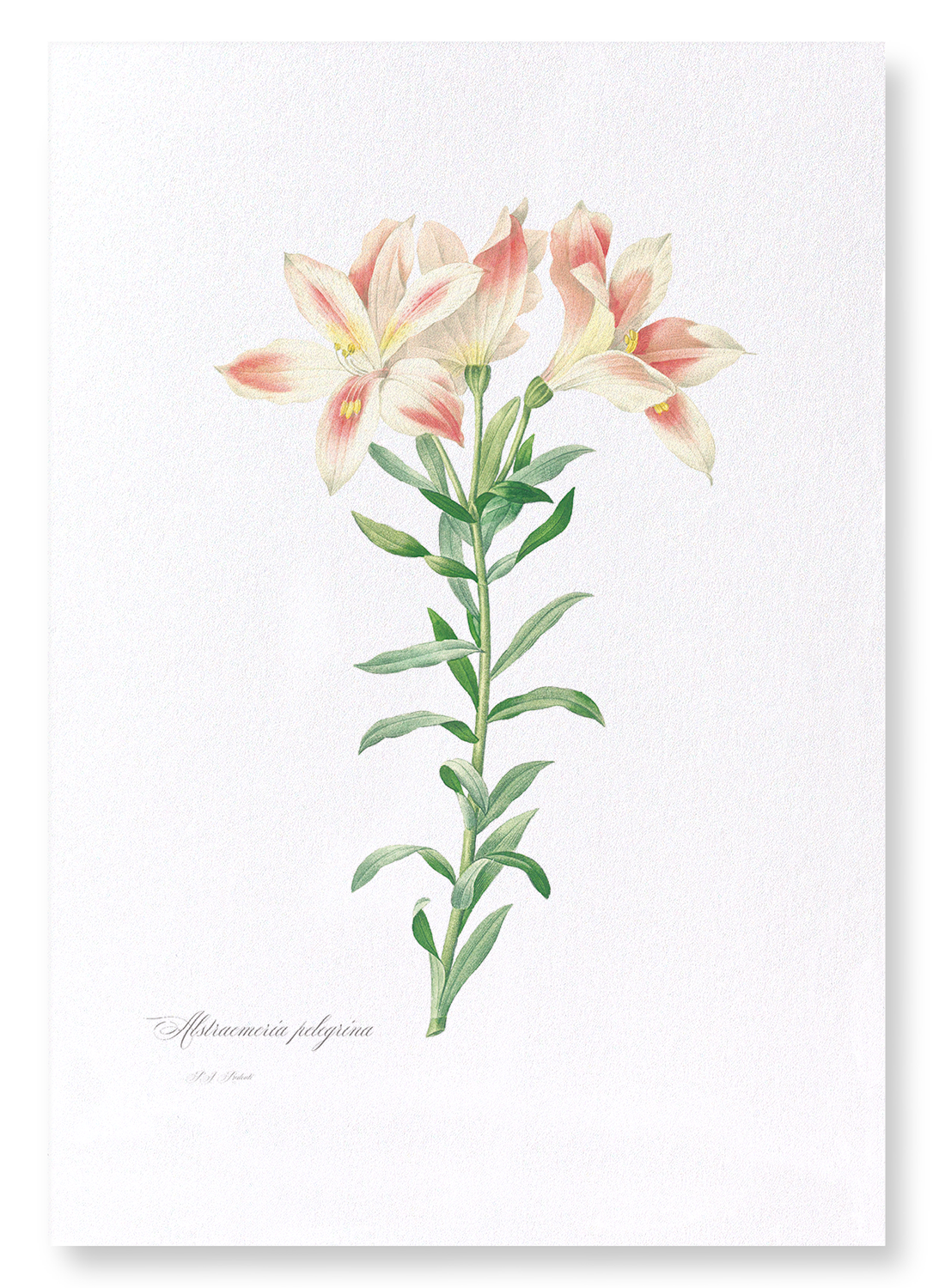 LILY OF THE INCAS: Botanical Art Print