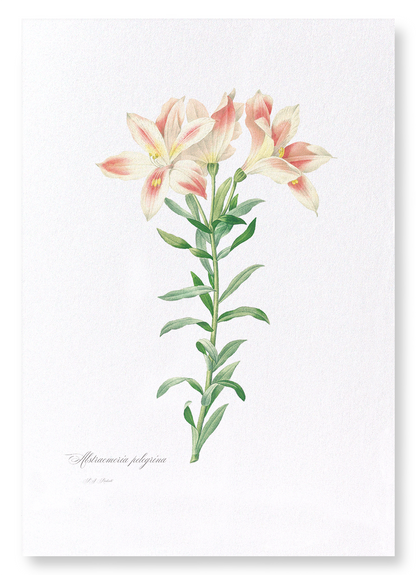 LILY OF THE INCAS: Botanical Art Print