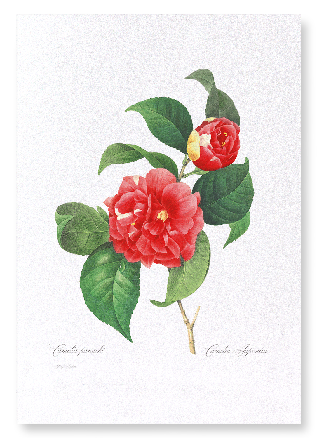 JAPANESE CAMELLIA: Botanical Art Print