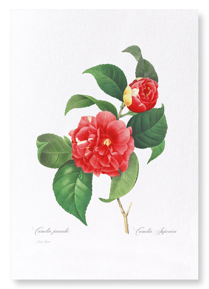 JAPANESE CAMELLIA: Botanical Art Print