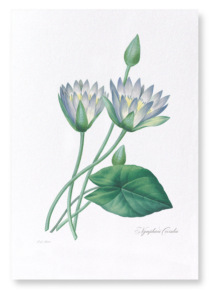 BLUE LOTUS: Botanical Art Print