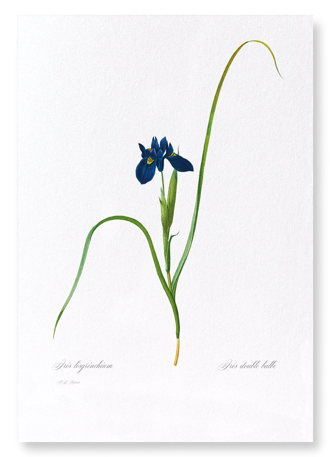 IRIS LISYRINCHIUM: Botanical Art Print