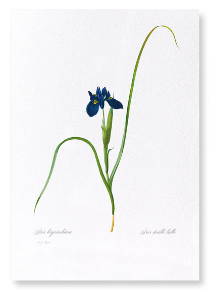 IRIS LISYRINCHIUM: Botanical Art Print