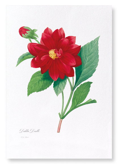 DAHLIA DOUBLE: Botanical Art Print