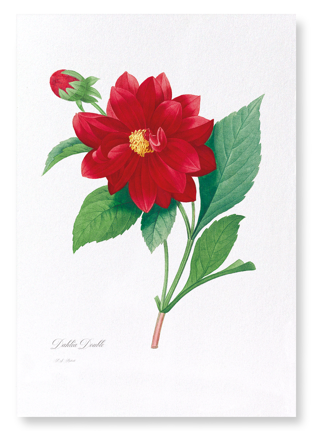 DAHLIA DOUBLE: Botanical Art Print