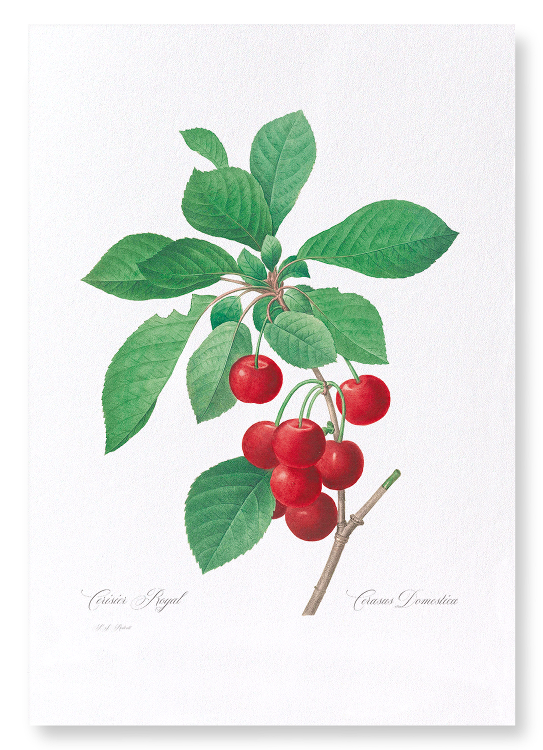CHERRY: Botanical Art Print