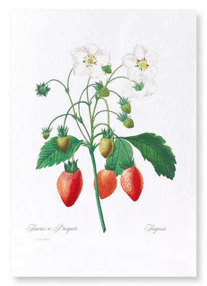 STRAWBERRY: Botanical Art Print