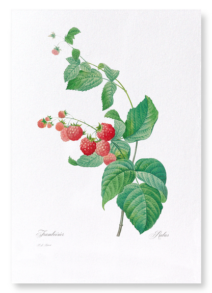 RASPBERRY: Botanical Art Print