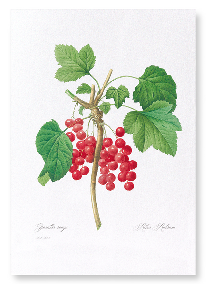 REDCURRANTS: Botanical Art Print